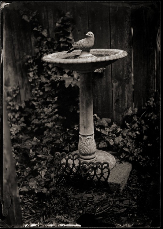 Ambro birdbath