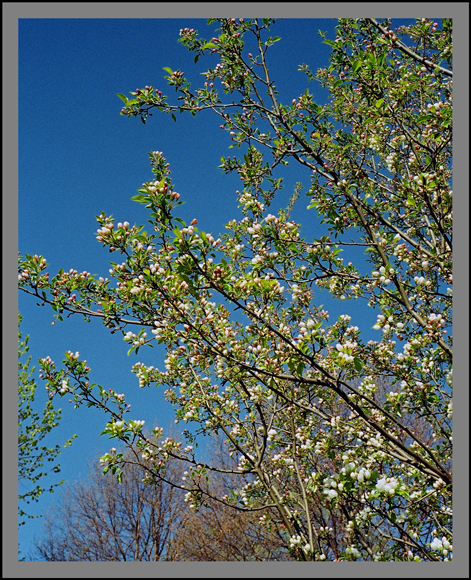 Apple-Blossom-TimeADJWEB.jpg