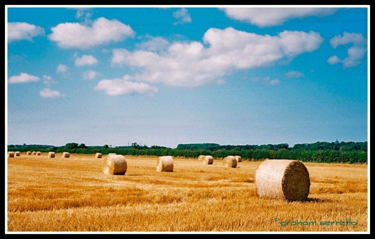 Harvest time in Norfolk