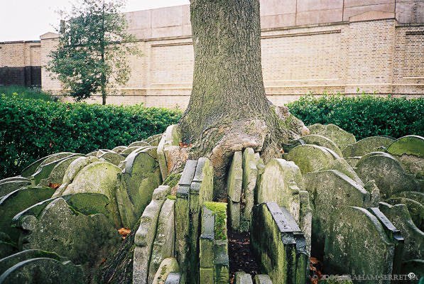 The Hardy Tree stack