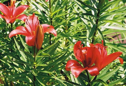 Lillies growing on the canal bank