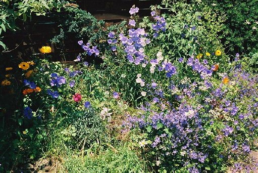 Wildflowers on the canal side