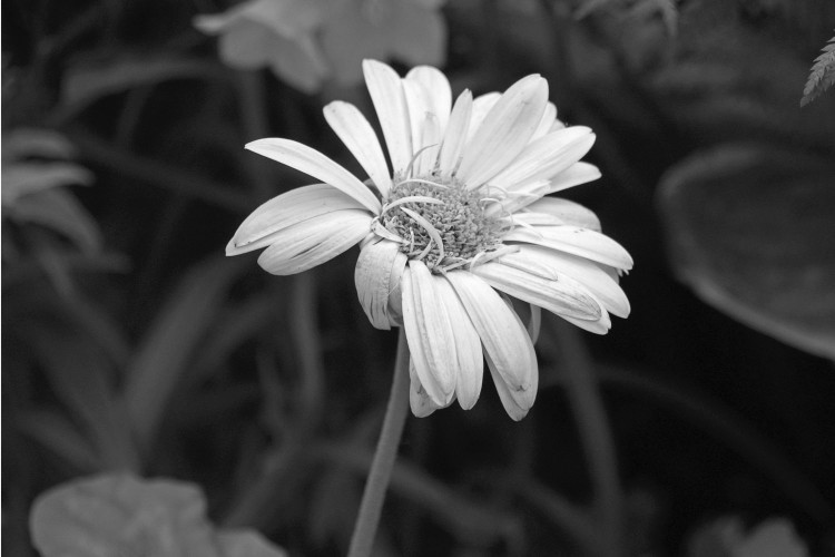 Daisy BW.jpg