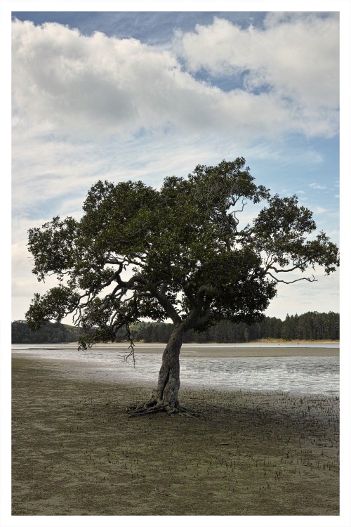 Mud flat tree