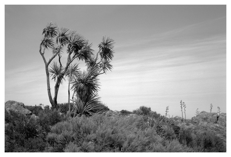 Cabbage Tree and Flax Stems