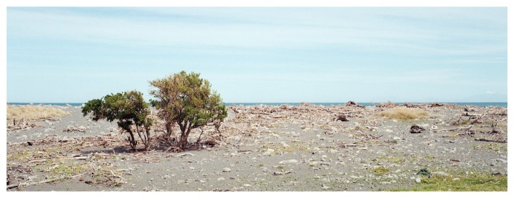 20251027-G690BL-1-XP.jpg (326.06 KiB) Viewed 1048 times Beach Trees