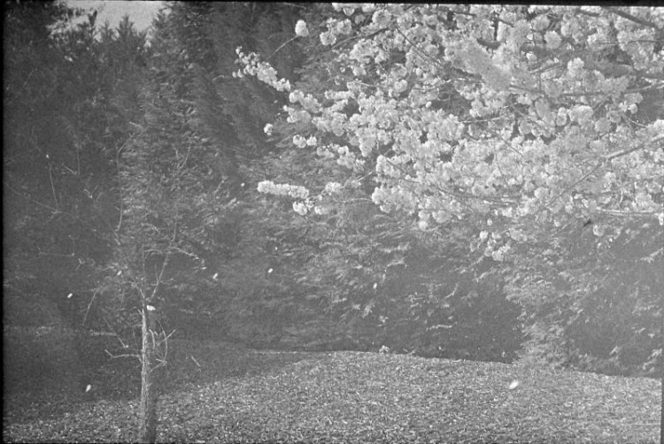 Double X - Cherry blossoms