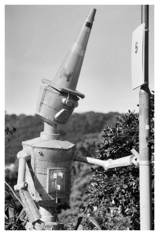 Cone-headed tin-skin