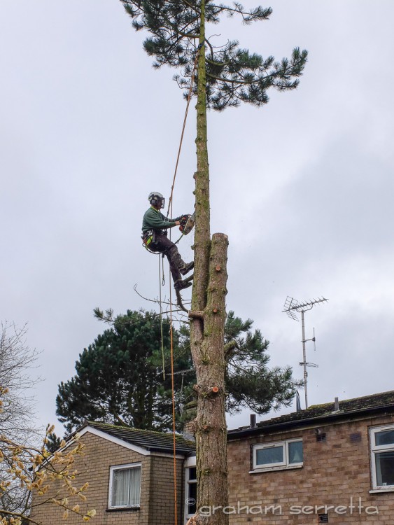 They climb like monkeys