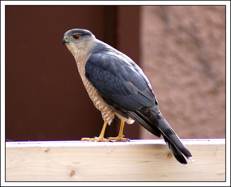 Hawk on Fence.jpg