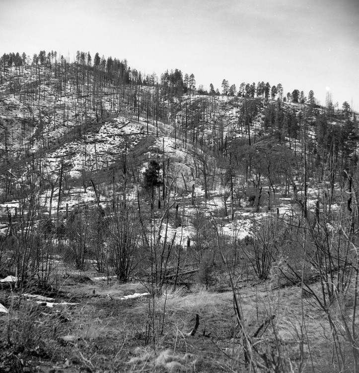 Near Canyon Creek, 30.Jan.2011.jpg (508.26 KiB) Viewed 18971 times The snow had partially melted away.
