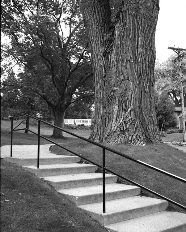 WEB-Steps-&-Cottonwood-Resc.jpg