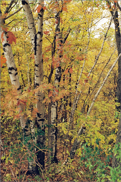 WEB-580-Birch-Scene-Vertica.jpg