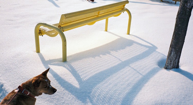 Dingo-Bench-Snow-WEB.jpg