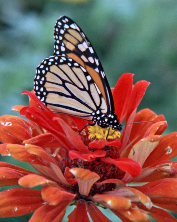 Monarch-onZinnia-WEB.jpg