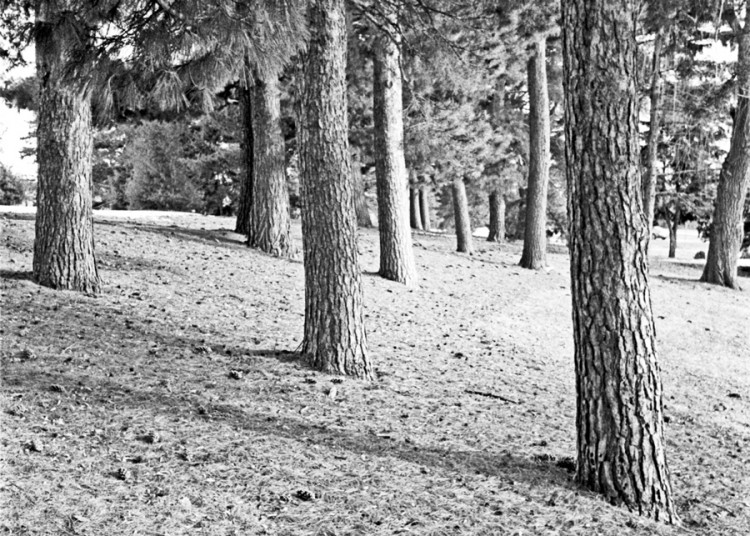 Tree-Formation.cr.WEB.jpg